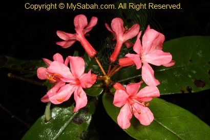 Blooming rhododendron