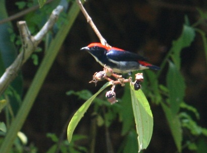 Scarlet-Backed Flowerpecker