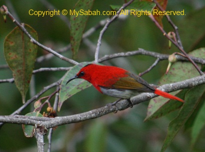 Temmincks Sunbird