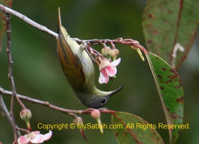 Temmincks Sunbird