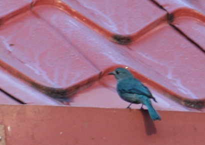 Verditer Flycatcher