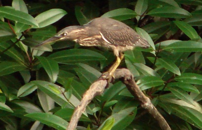 Striated Heron