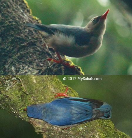 Velvet-fronted Nuthatch