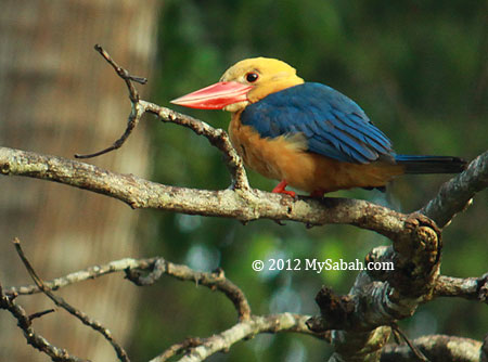 Stork-billed Kingfisher