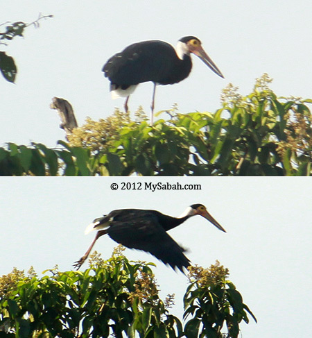 Storm's Stork