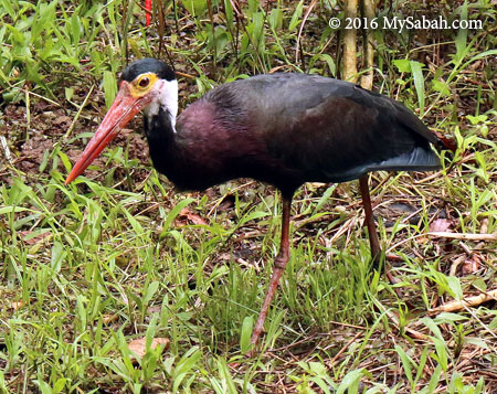 Storm's Stork