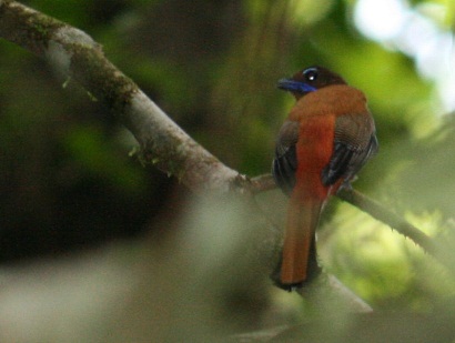 Scarlet-rumped Trogon