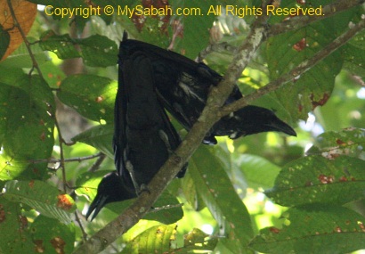 Slender-billed Crow