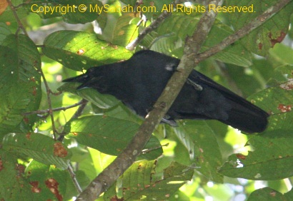 Slender-billed Crow