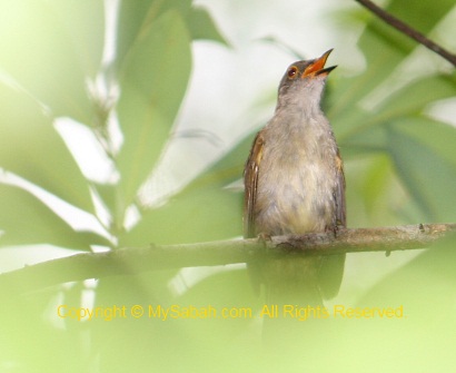 Spectacled Bulbul