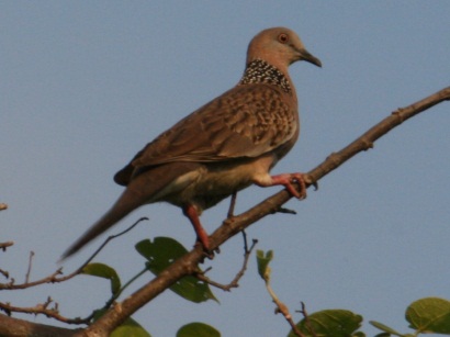 Spotted-Necked Dove