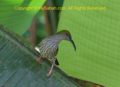 Streaky-breasted Spiderhunter