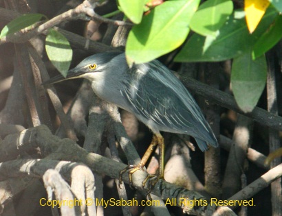 Striated Heron