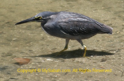 Striated Heron