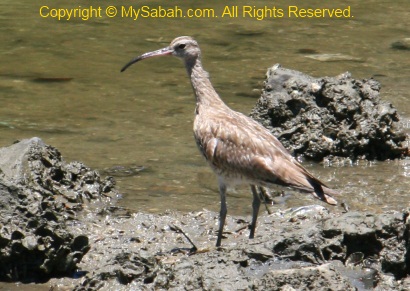 Whimbrel