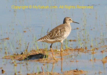 Wood Sandpiper