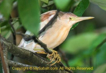 Yellow Bittern