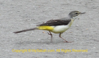 Yellow Wagtail