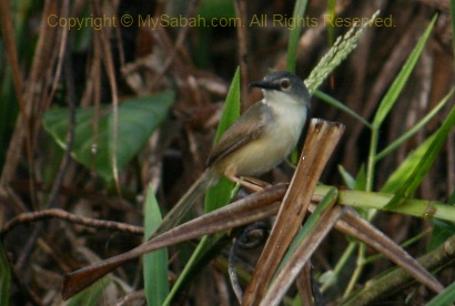 Yellow-bellied Prinia