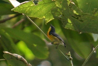 Yellow-rumped Flowerpecker