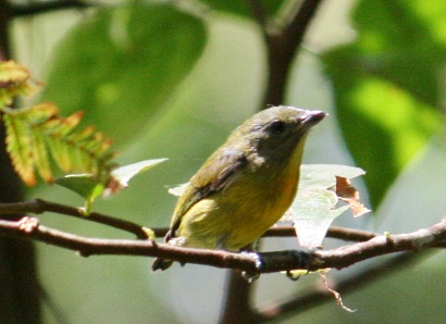 Yellow-rumped Flowerpecker