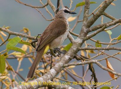 Yellow-vented Bulbul