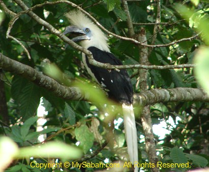 White-crowned hornbill