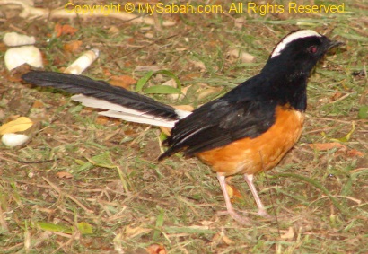 White-crowned Shama