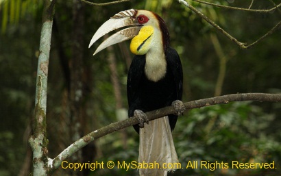 Wreathed Hornbill