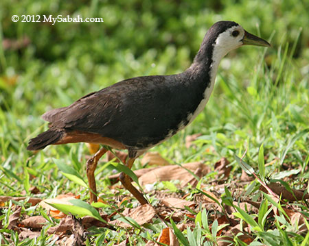 White Breasted Waterhen