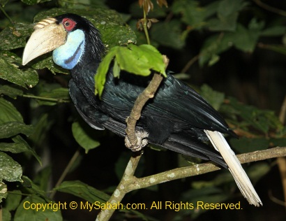 Wreathed Hornbill