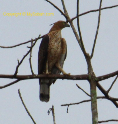 Wallace's Hawk Eagle