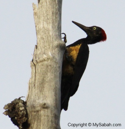 White Bellied Woodpecker