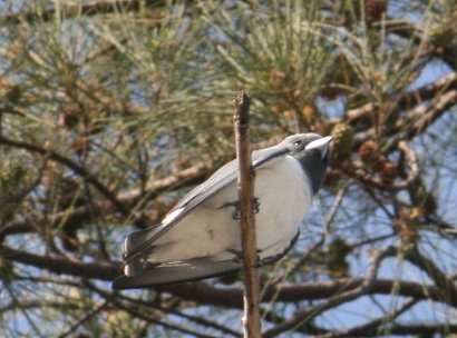 White breasted Woodswallow