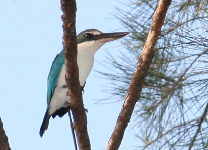 White Collar Kingfisher