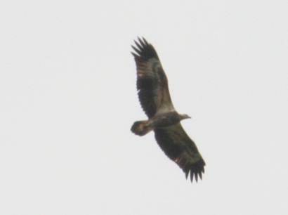 White-bellied Sea Eagle