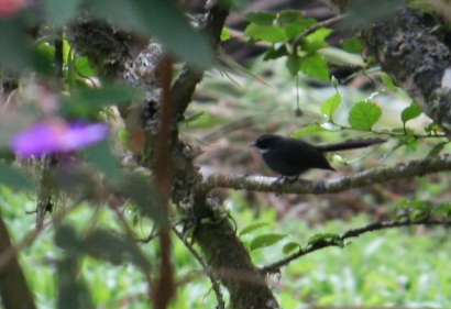 White-throated Fantail