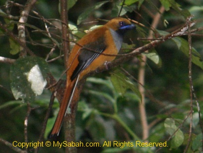 Whitehead's Trogon