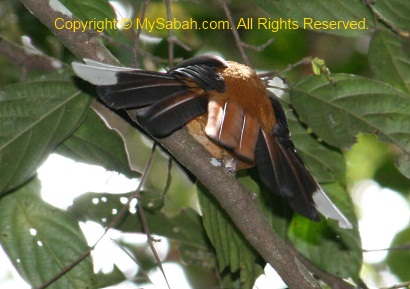 Whitehead's Trogon