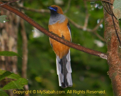 Whitehead's Trogon