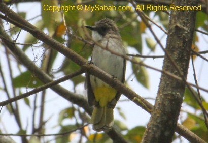 Ashy Bulbul