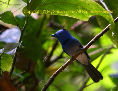 Black-Naped Monarch