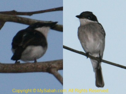 Black-Winged Flycatcher