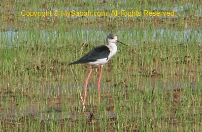 Black-Winged Stilt