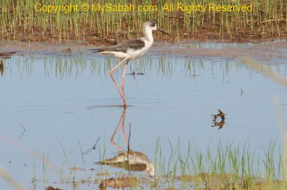 Black-Winged Stilt