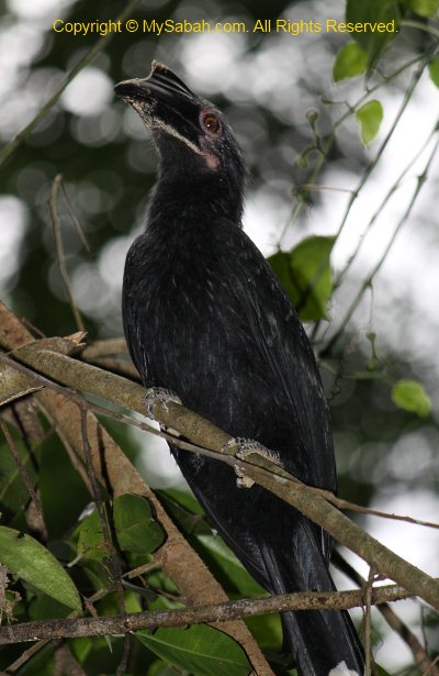Asian Black Hornbill