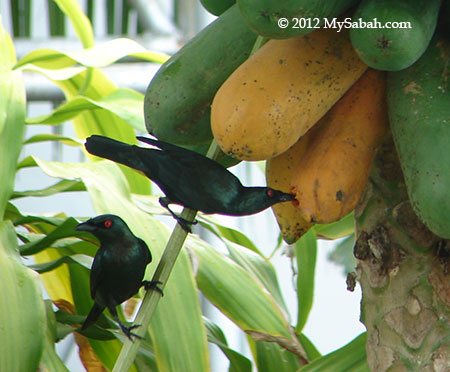 Asian Glossy Starling eating fruit