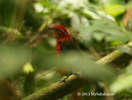 Blue-banded Pitta