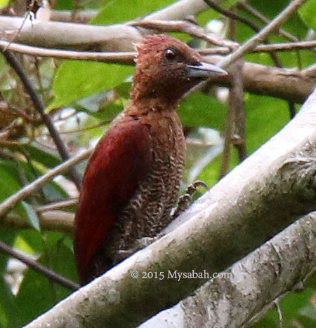 Banded Woodpecker