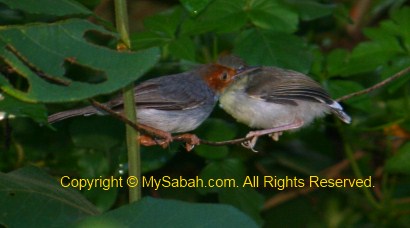 Ashy Tailorbird